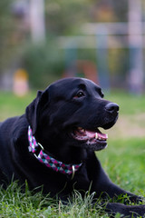 black labrador retriever
