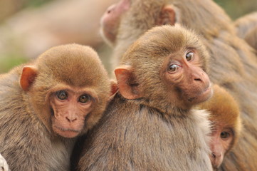 Famille de macaques