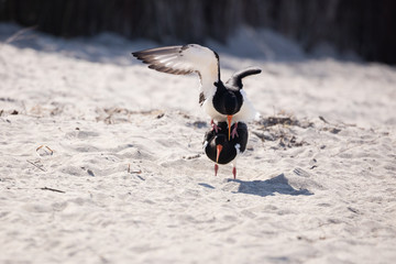 Mating of oystercatchers