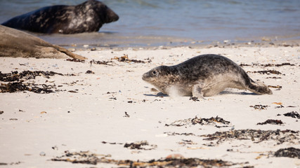 Half year old grey seal crawling forward