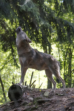 Heulender Wolf