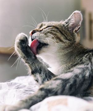 Fototapeta Tabby cat resting on a couch licking paw