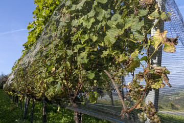 protective net in vineyard in southern styria, austria