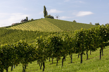 Fototapeta na wymiar scenery vineyard along the south Styrian vine route named suedsteirische weinstrasse in Austria in autumn, Europe
