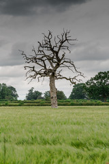 Obraz premium Dead Tree in Field