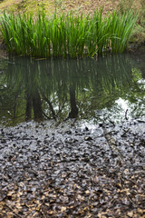 Water reed plant