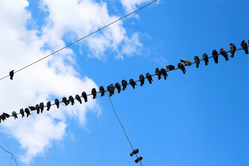Pigeons sitting on a wire against a beautiful blue sky