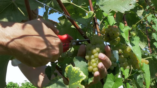 Harvesting grapes in vineyard. Row of basket full of grapes in vineyard during the harvest.