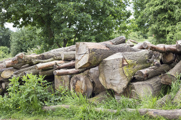 Fototapeta na wymiar Wooden logs in the forest