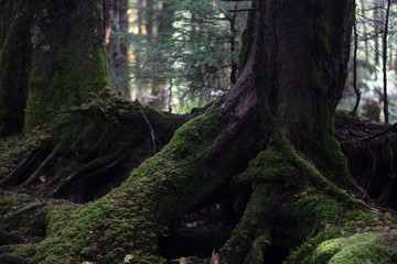 苔の森