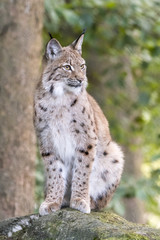 Luchs