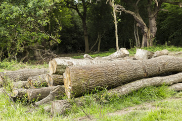 Wooden logs in the forest