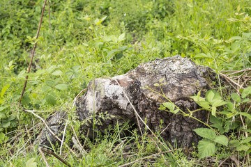 Wooden stump
