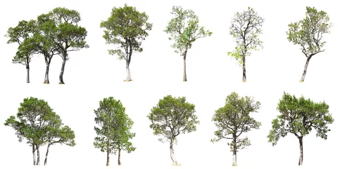 Gordijnen Collection of tree isolated on white background © teerarat
