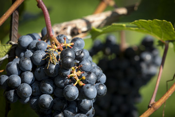 wine grapes zweigelt or vitis vinifera in southern styria, austria