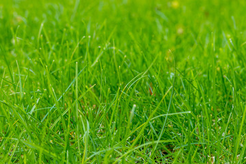 Grass in the garden, in sunlight. Closeup of a green lawn. Wet grass in the morning light. Close up macro of green grass field. Grass texture, with selective focus blur and background bokeh.