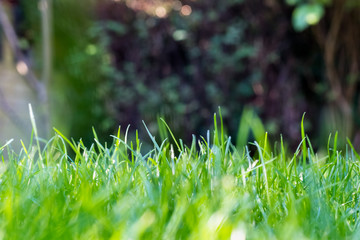 Grass in the garden, in sunlight. Closeup of a green lawn. Wet grass in the morning light. Close up macro of green grass field. Grass texture, with selective focus blur and background bokeh. - Powered by Adobe