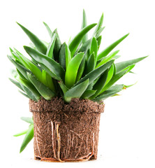Aloe vera plant isolated on white background