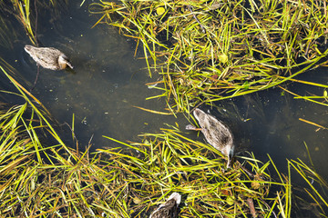 Ducks looking for food