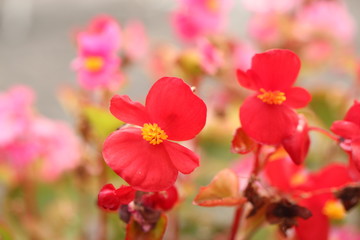 Red waxflower from close-up. 