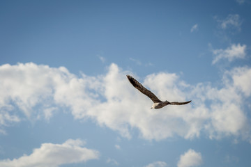 Birds over the city