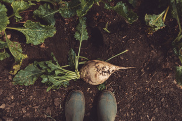 Farmer standing directly above extracted sugar beet root crop
