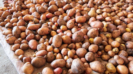 Potato harvest in the cellar as a background