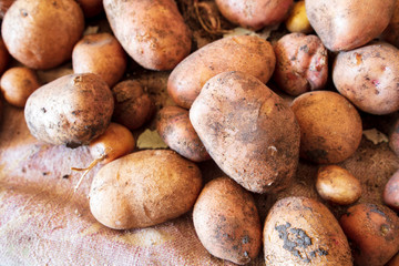 Potato harvest in the cellar as a background