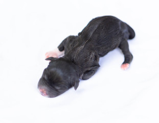 Closeup cute new born puppy black color on white cloth, pet health care concept, selective focus