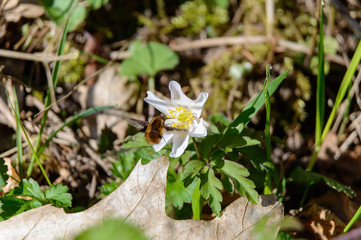 bee on white windflower Anemone nemorosa