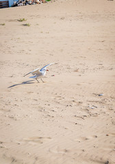 Fototapeta na wymiar Birds over the beach