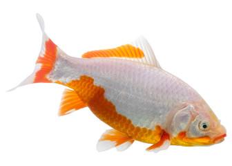 Goldfish known as a comet isolated on white backdrop. Domestic f