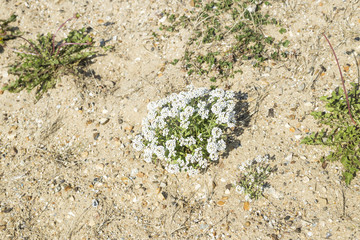 Green plant on the beach