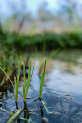 Ocala National Forest, Everglades, Florida USA