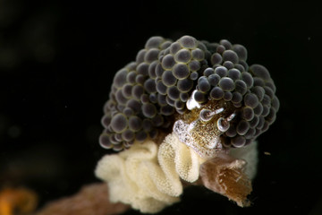 Nudibranch Doto sp.  with eggs. Picture was taken in Lembeh, Indonesia