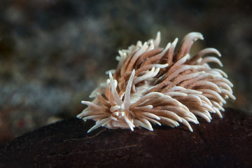 Nudibranch  Phestilla sp. Picture was taken in Lembeh Strait, Indonesia