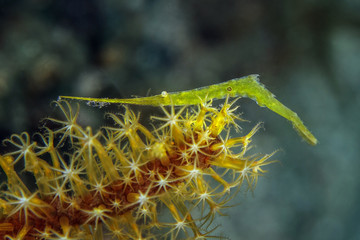 Ocellated Tozeuma Shrimp (Tozeuma lanceolatum). Picture was taken in Lembeh Strait, Indonesia