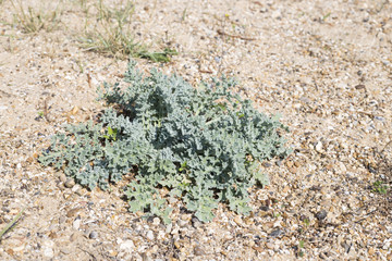 Green plant on the beach