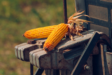 Two corncobs on tractor as decoration