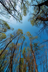 Fototapeta premium Patrząc na wysokie drzewa