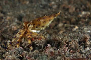 Obraz na płótnie Canvas Blue ring octopus (Hapalochlaena lunulata). Picture was taken in Lembeh strait, Indonesia