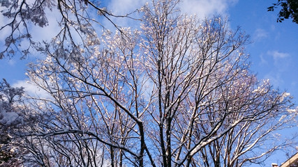 雪の積もった枝と青い空