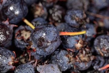 Amelancher ripe berries as a background