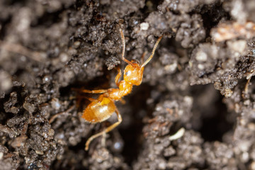 Yellow ant on black ground in nature