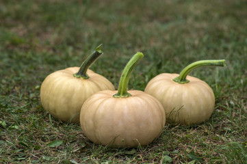 Cucurbita moschata pumpkins, group of tasty edible squash in the grass