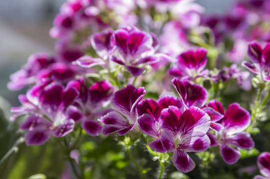 Pelargonium grandiflorum ornamental flower in bloom, pink violet purple flowering pot plant