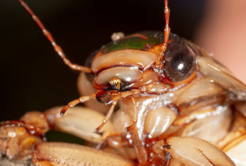 Portrait of a large cockroach in nature