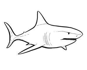 Fototapeta premium Predatory fish shark sketch illustration to engraving style