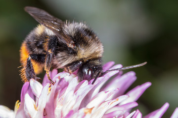 A bee collects honey on a flower