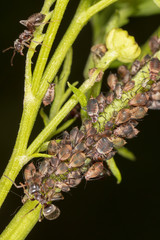 Ants and aphids on the plant.
